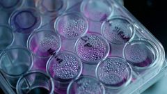 cancer cells