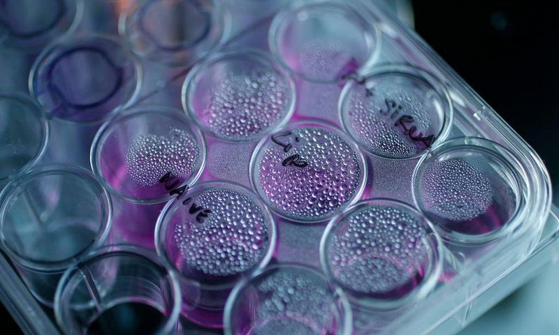 cancer cells