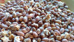 Mixed roasted corn and groundnuts (Aburo ni nkateɛ)