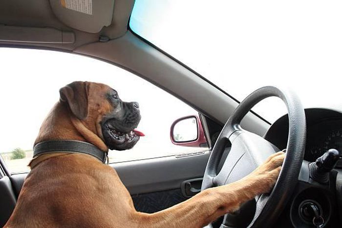Stock photo: Dog on steering wheel