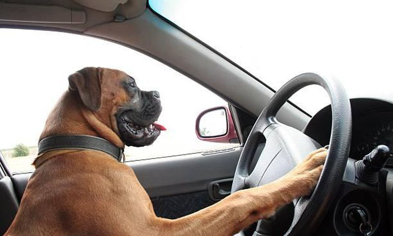 Stock photo: Dog on steering wheel
