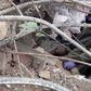 10-year-old Turkish boy rescued after 100 hours under rubble. [timesofisrael]