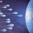 Sperm