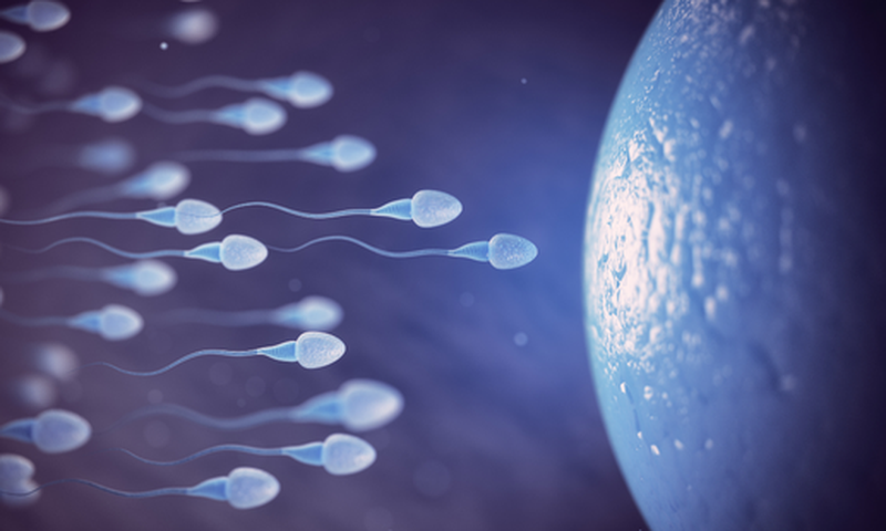 Sperm