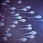 Sperm