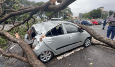 Tree falls on vehicle