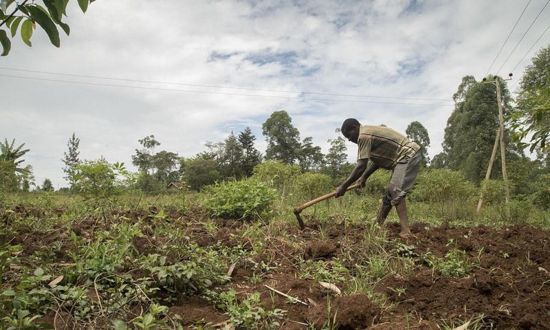 A farmer tills his farm