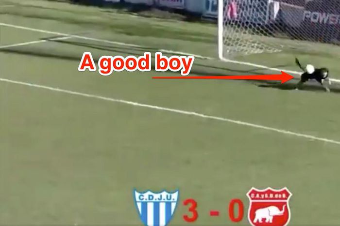 Dog makes a save in a soccer game