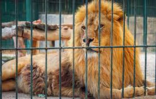 File photo: Lion