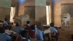 Teacher brings big live cow to the classroom to teach pupils about its parts