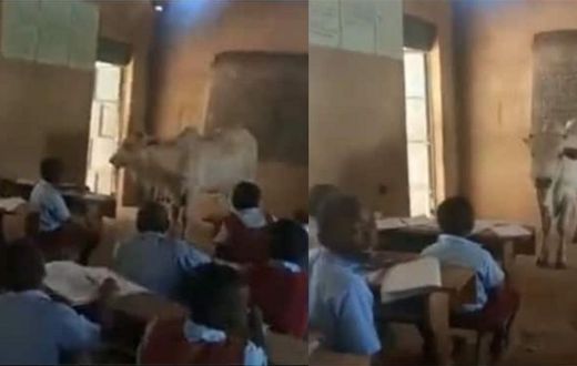 Teacher brings big live cow to the classroom to teach pupils about its parts