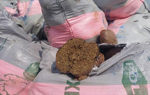 NACOC destroys GHS50 million worth of cannabis