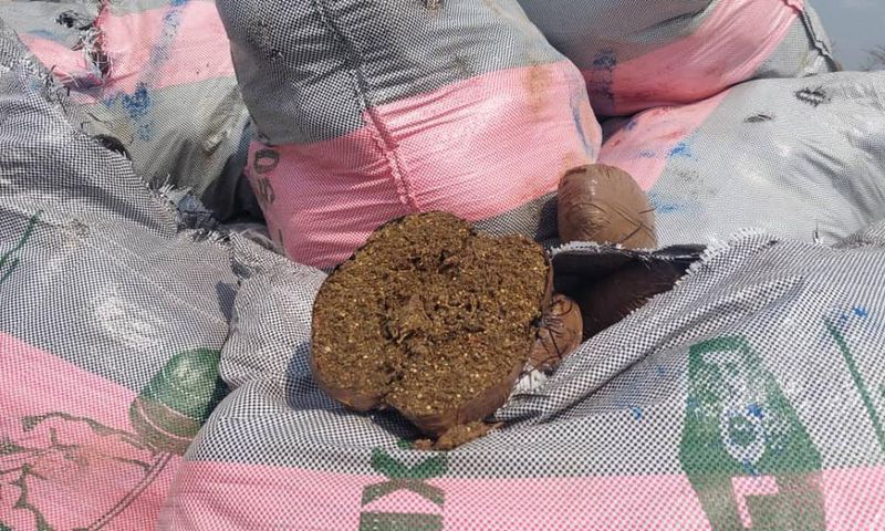 NACOC destroys GHS50 million worth of cannabis