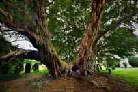 Llangernyw Yew [Flickr]