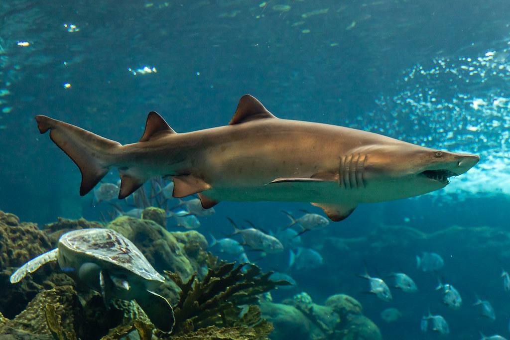 A Sand Tiger Shark ( Creator - mathew Paulson)