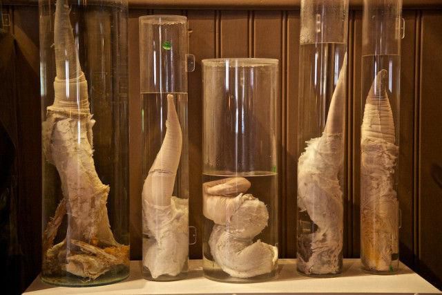 The Penises of different mammals on display [TrendHunter]