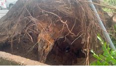 Tree falls