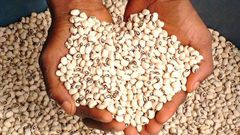 Beans are one of the most affordable sources of protein [BusinessdayNG]