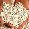 Beans are one of the most affordable sources of protein [BusinessdayNG]