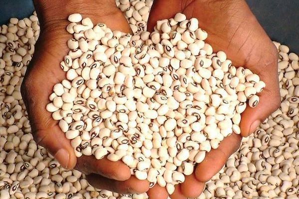 Beans are one of the most affordable sources of protein [BusinessdayNG]