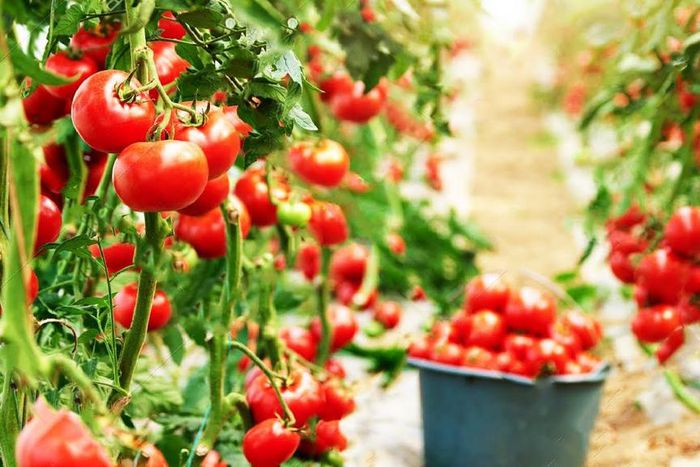Tomato plant- greenhouse modern