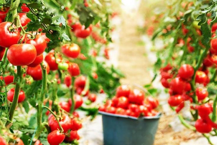 Tomato plant- greenhouse modern