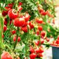 Tomato plant- greenhouse modern