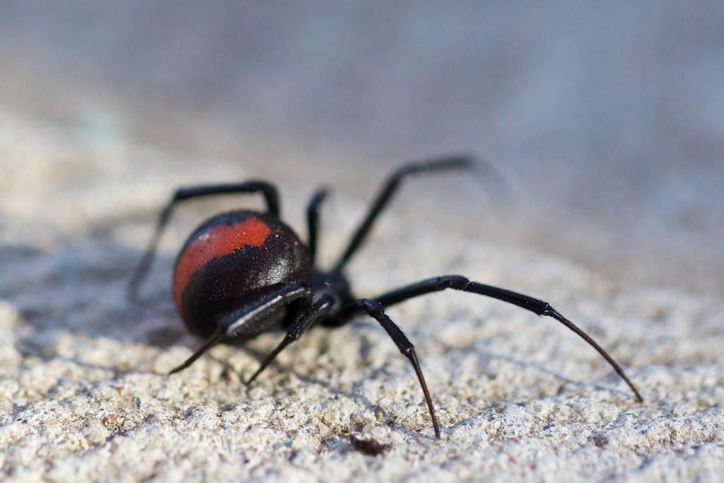 Redback Spider