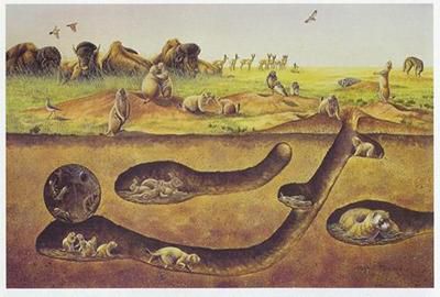 Prairie dog underground towns [NationalParkService]