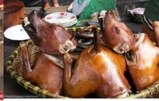 South Korea's new law bans slaughter and sale of dog meat, but eating is legal