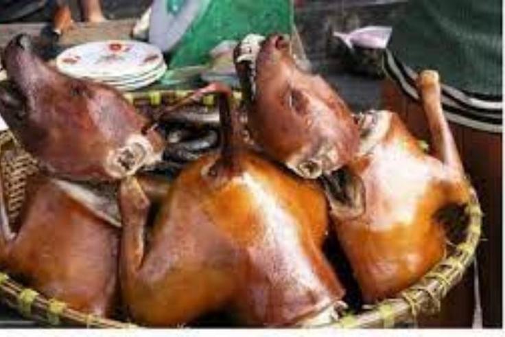 South Korea's new law bans slaughter and sale of dog meat, but eating is legal