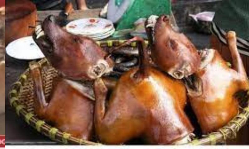 South Korea's new law bans slaughter and sale of dog meat, but eating is legal