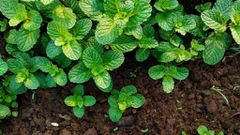 Peppermint [Adobe Stock]