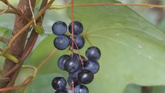 Moonseed [MarylandBiodiversity]