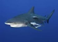 Bull shark [Britannica]