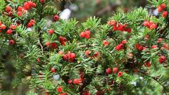 The yew tree [HeeneCemetery]