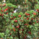 The yew tree [HeeneCemetery]