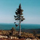 Old Tjikko [AtlasObscura]