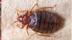 File photo: Bedbug