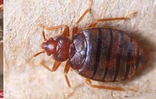 File photo: Bedbug
