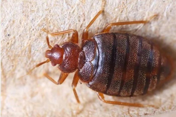 File photo: Bedbug