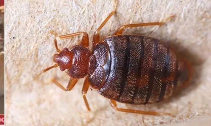 File photo: Bedbug