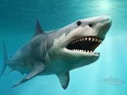 Great white shark [NewScientist]
