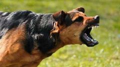 Wild dog