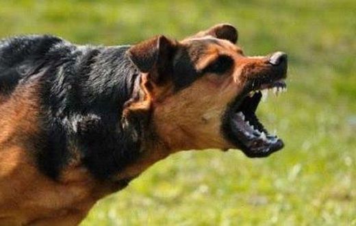 Wild dog