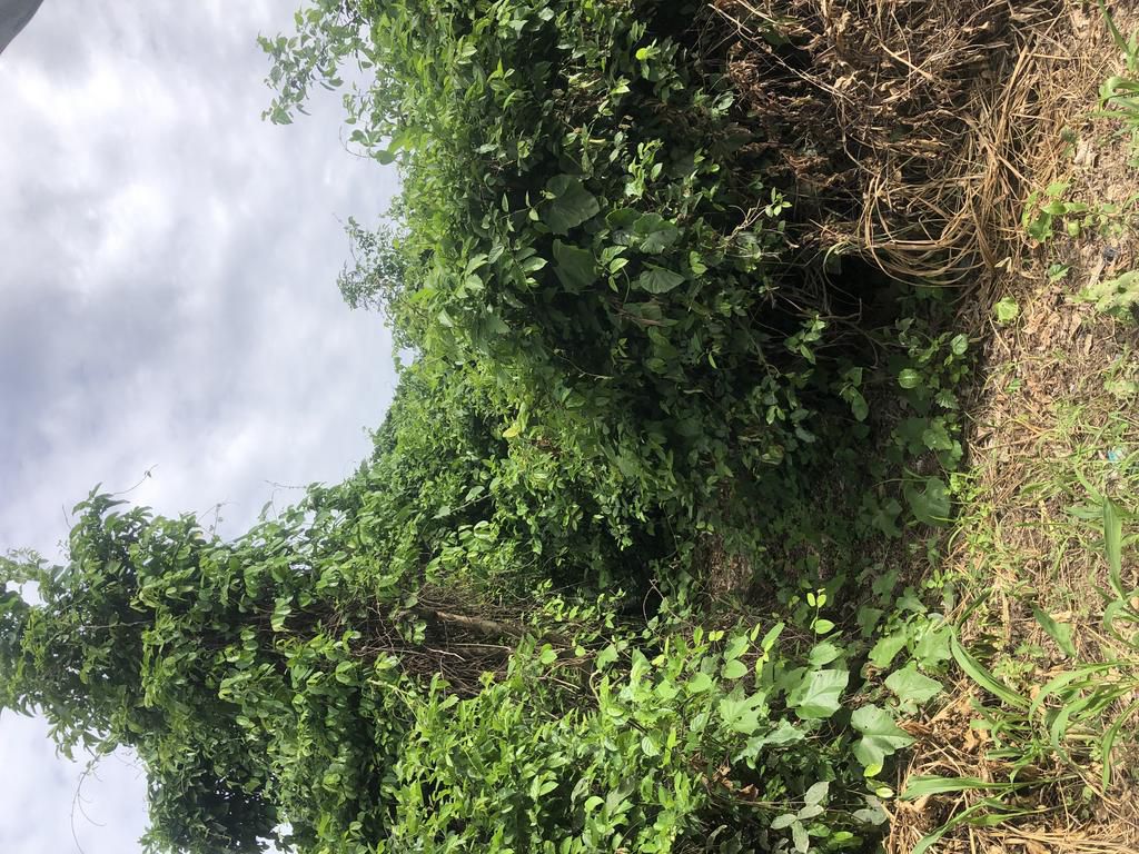 Klamadaboe Forest (Entrance to the gods)