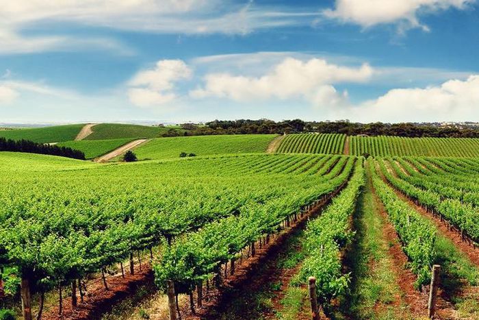 Alongside becoming an apex investment destination in Africa, Tanzania is also a top food producer