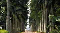 Tourist sites in Ghana: Aburi Botanical Gardens