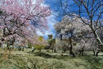 6 reasons why Pakistan is the best destination to view cherry blossoms