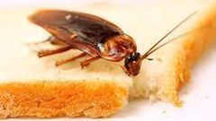 Cockroaches contaminate food [TheHealthSite]